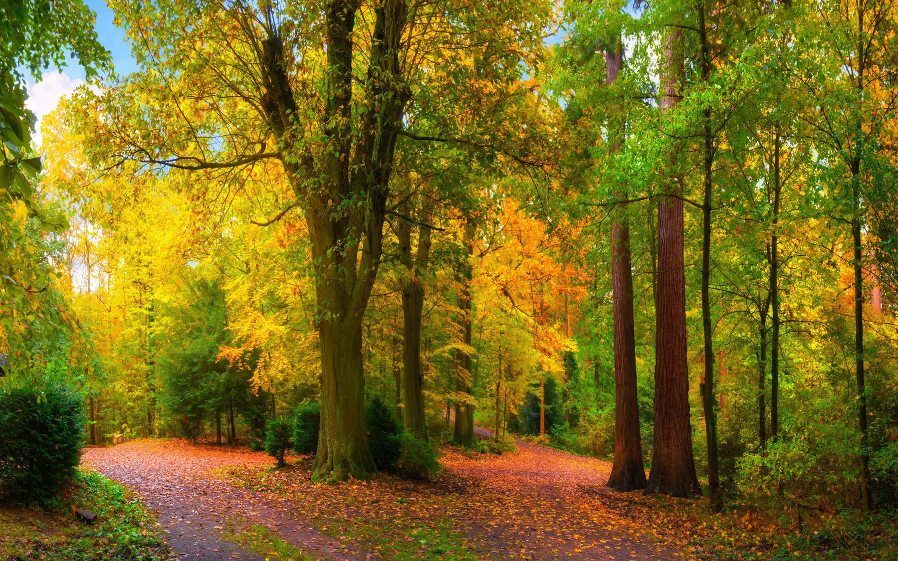 murales de pared Comienzo de otoño u08547