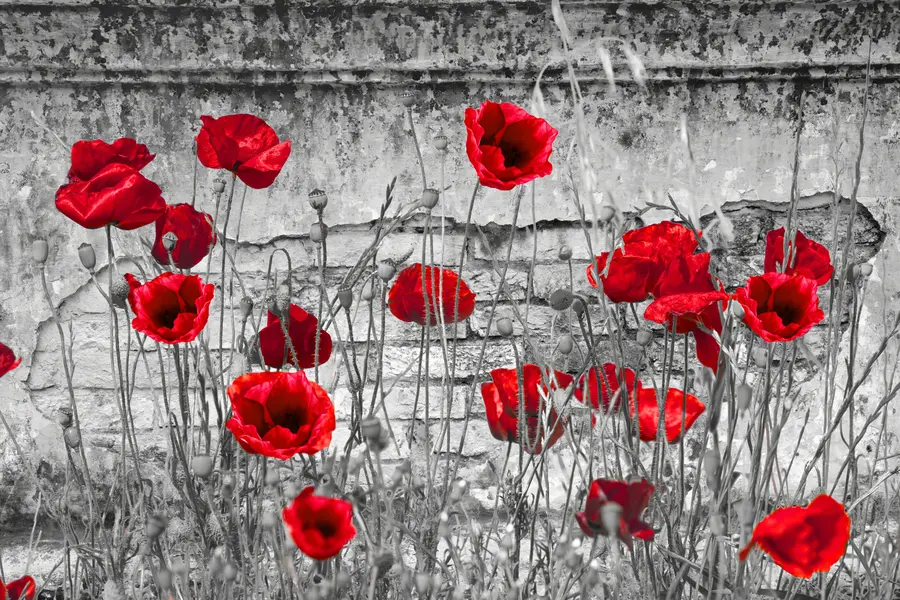 murales de pared Amapolas brillantes en el fondo de la pared u40552