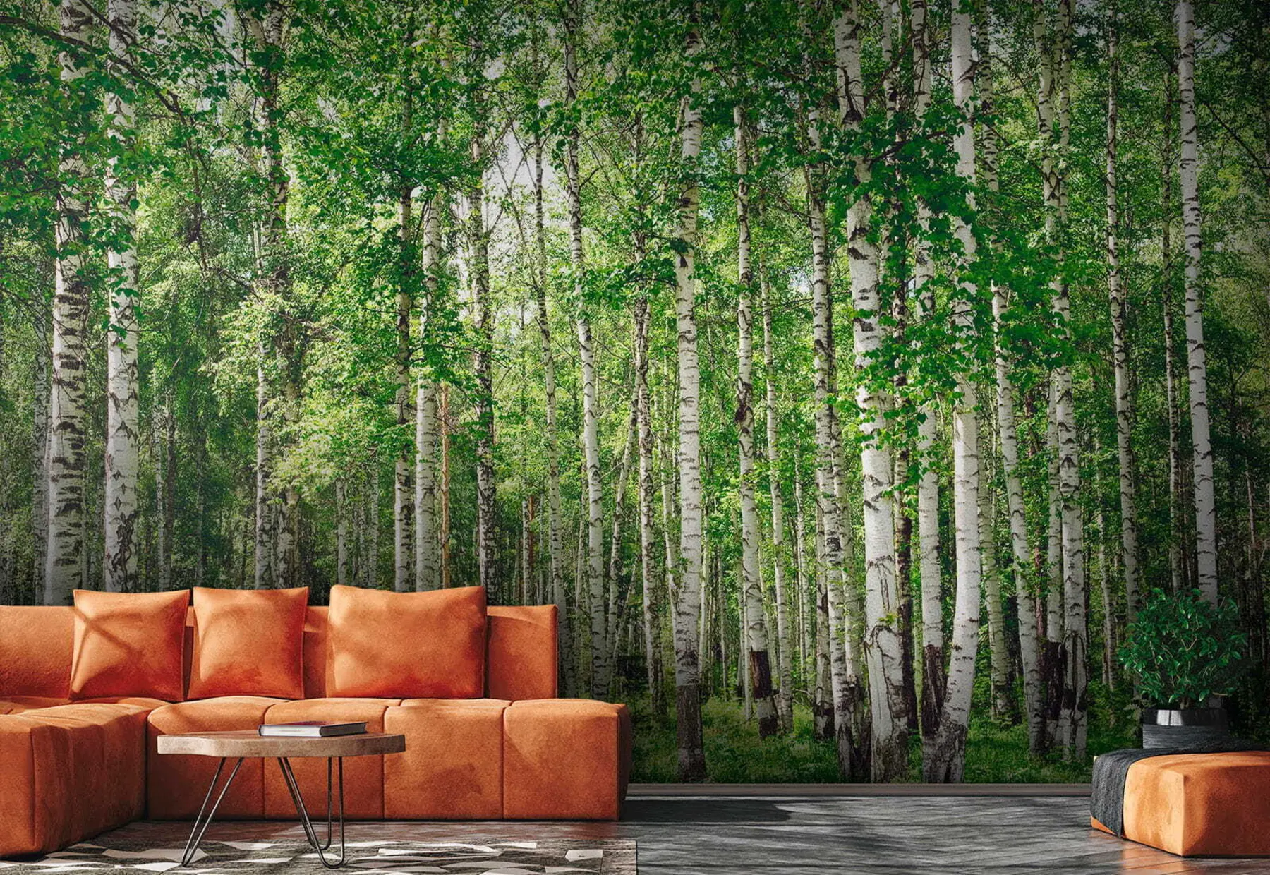 murales de pared Bosque de abedules u52530