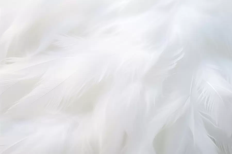 murales de pared Plumas blancas y suaves, textura ligera w04442
