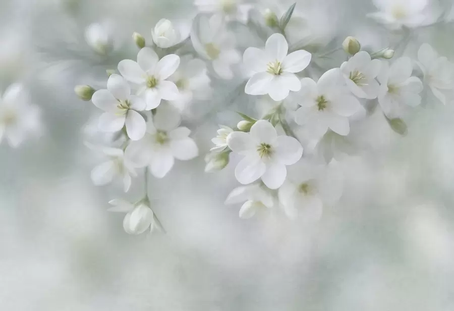 murales de pared Flores blancas de textura delicada, difuminadas suavemente en el fondo w09759