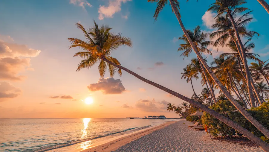 murales de pared Playa paradisíaca y gran palmera u97886